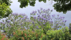 梅雨空のジャカランタ