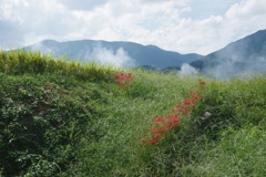 葛城路（奈良県　御所市）