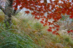 赤モミジ