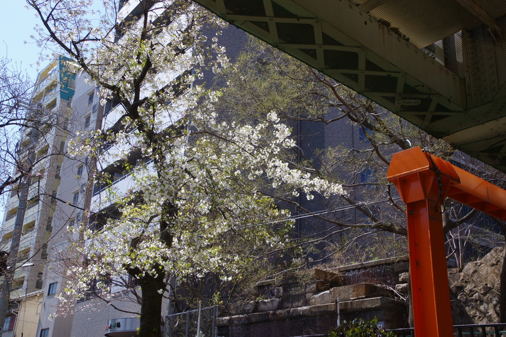 桜