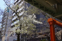 桜