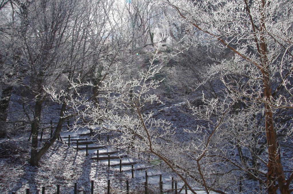 樹氷の階段