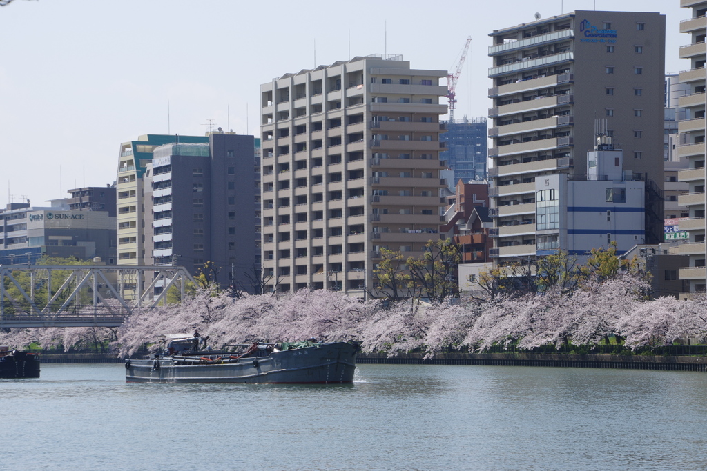 桜の風景