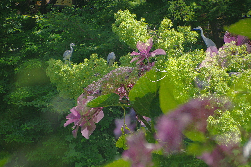 鷺と紫陽花