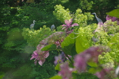 鷺と紫陽花