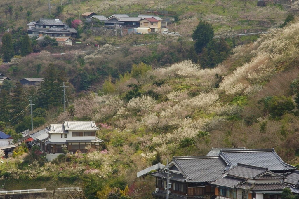 賀名生（あのう）の里