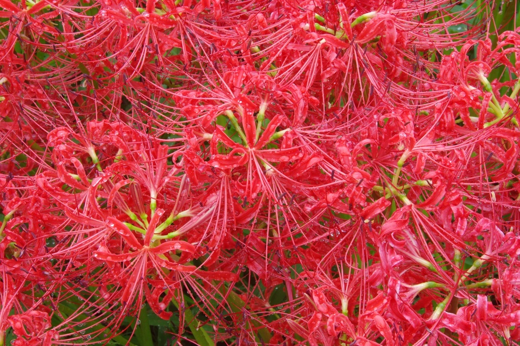 彼岸花
