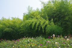 明日は七夕