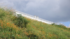 淀川河川敷