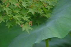 蓮池の青モミジ