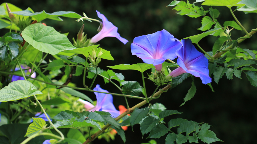朝顔