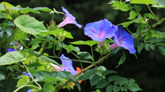 朝顔