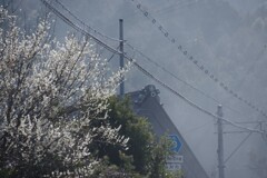 煙る梅