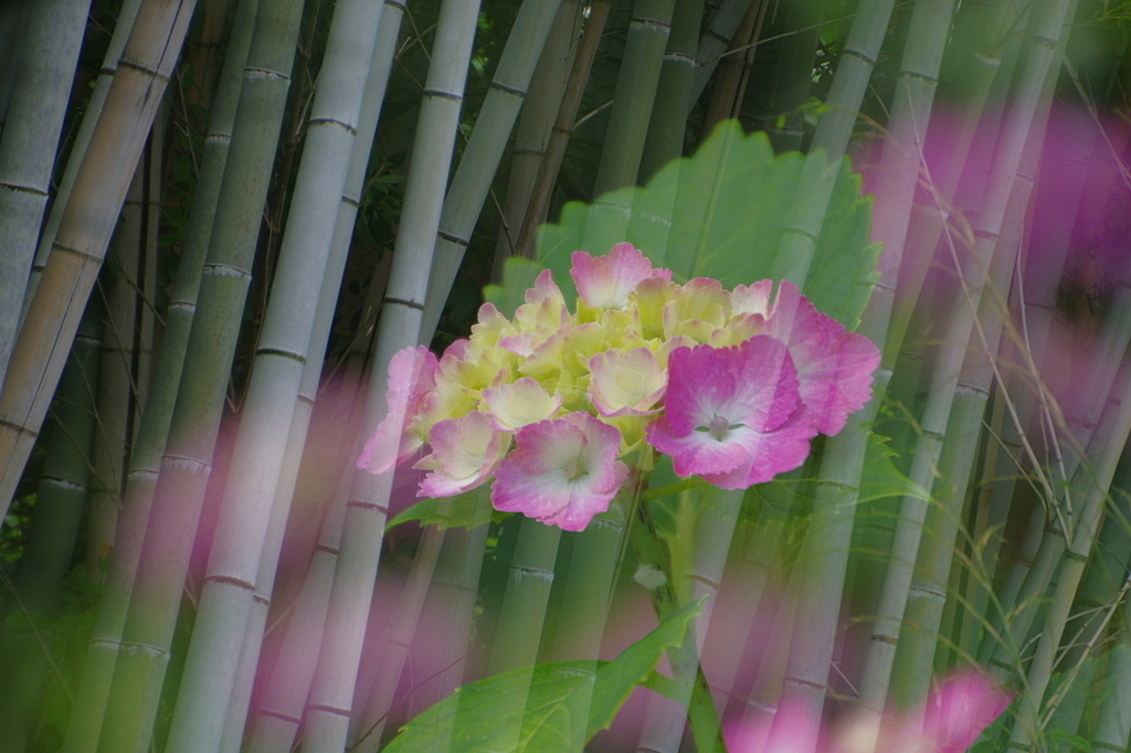紫陽花と竹