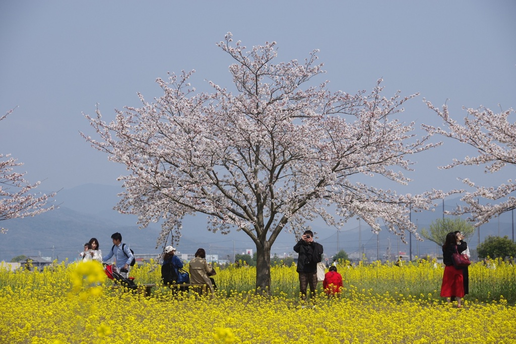 藤原京跡の桜