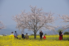 藤原京跡の桜