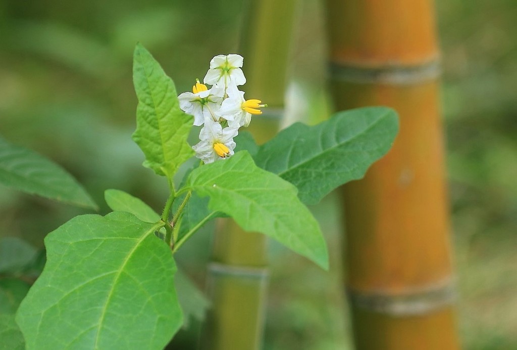 ワルナスビと竹