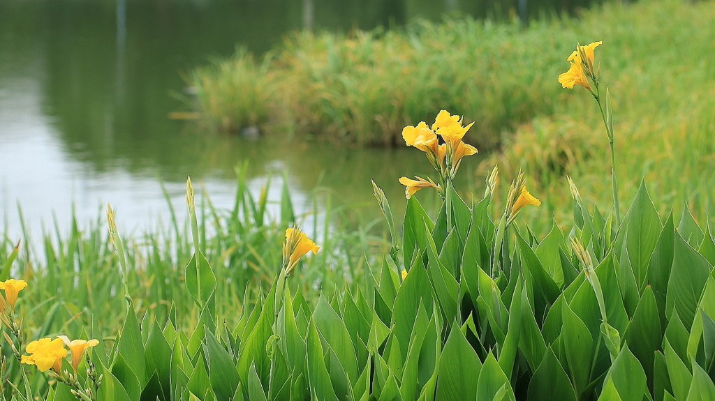 カンナの咲く池