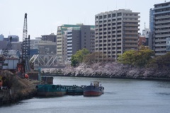 桜咲く風景