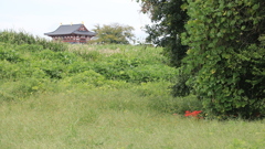 ひっそりと彼岸花