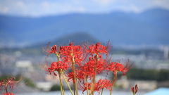 畝傍山をバックに