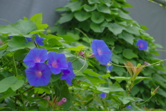 朝顔