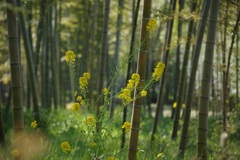 竹林の菜の花