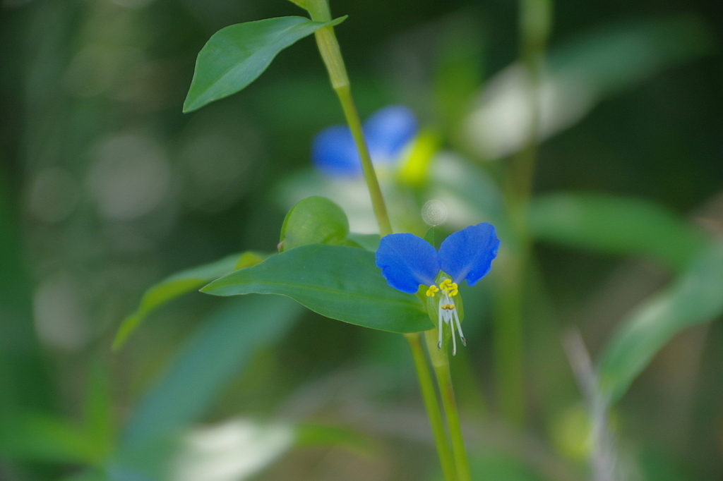露草
