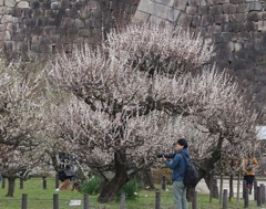 満開