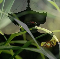 愛染堂と赤とんぼ