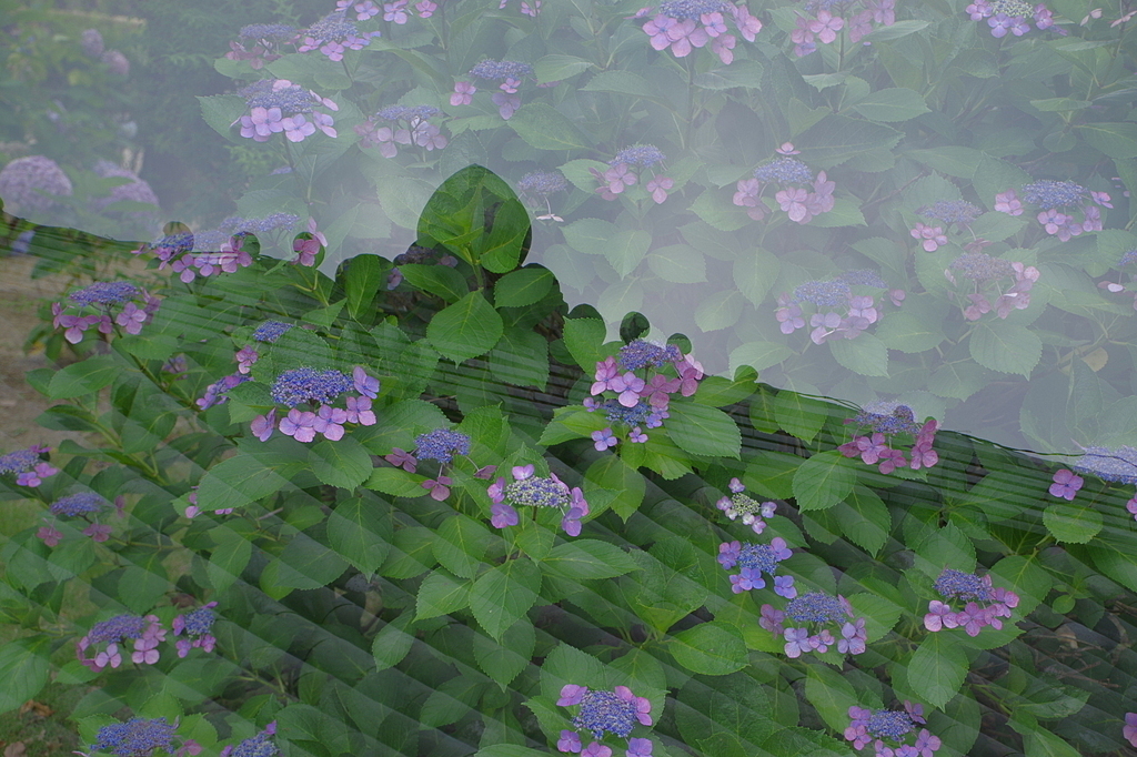 屋根と紫陽花