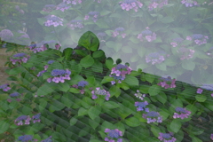 屋根と紫陽花