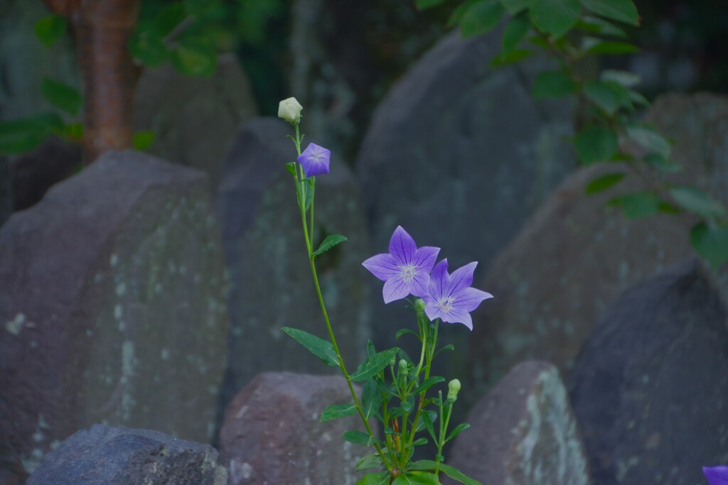 元興寺　石仏と桔梗