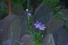 元興寺　石仏と桔梗