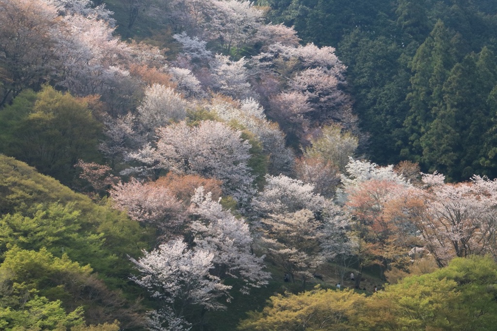 山桜