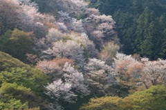 山桜