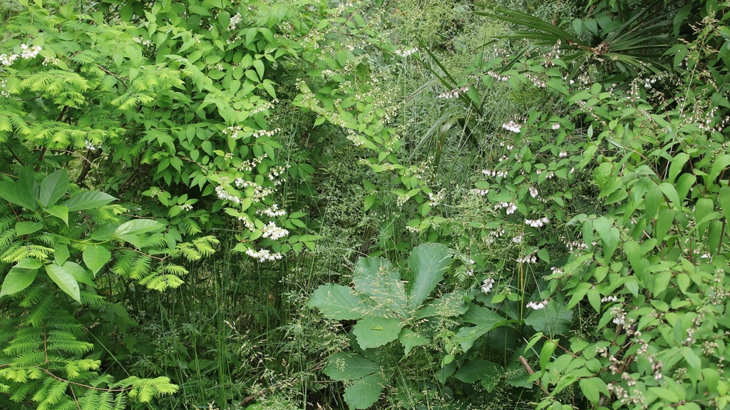 卯の花の咲く草むら