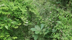 卯の花の咲く草むら