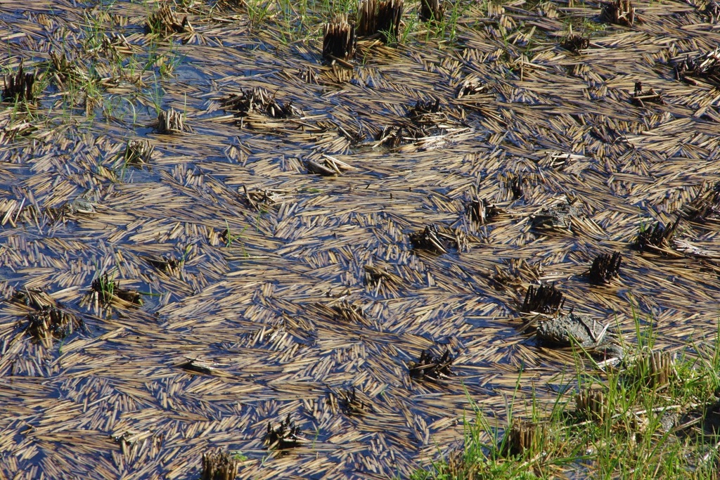 田んぼ　早春