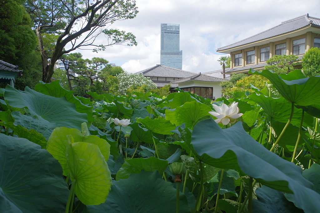 極楽浄土の庭（四天王寺）