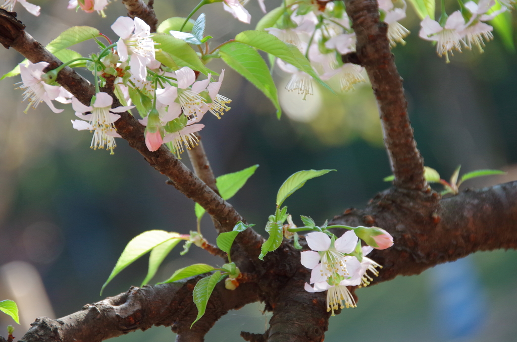 ヒマラヤザクラ