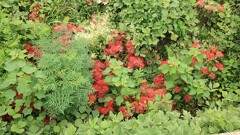 草むらの彼岸花