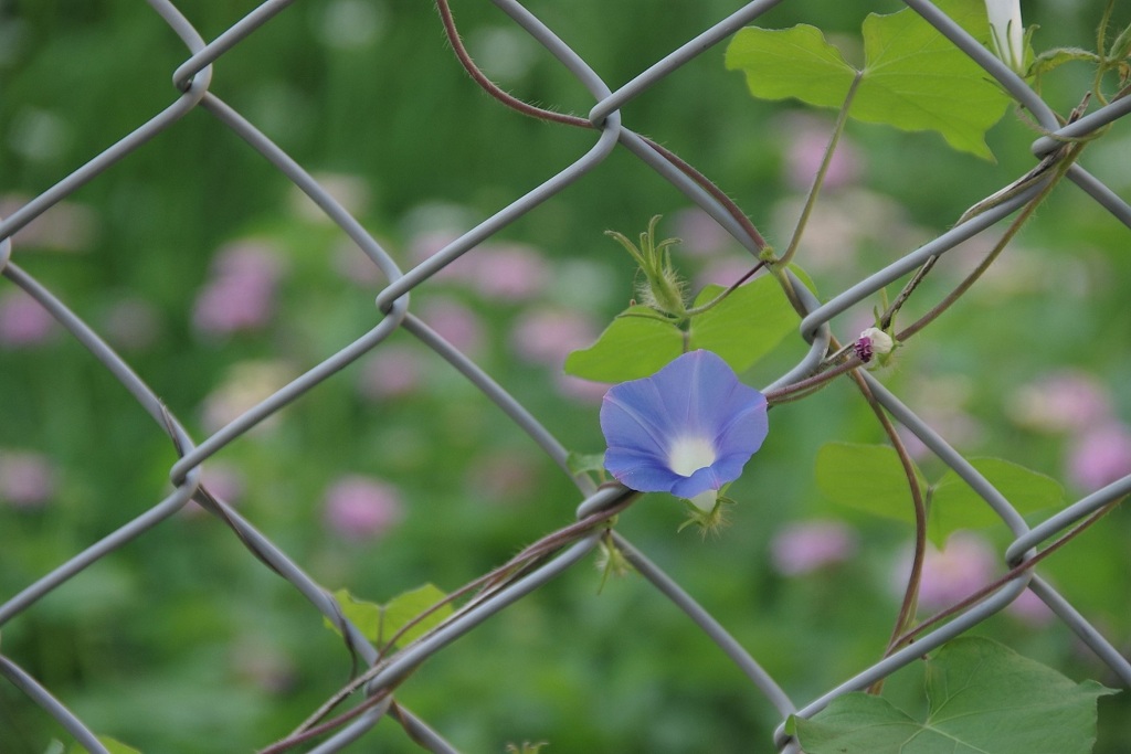 アメリカアサガオ