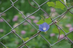 アメリカアサガオ