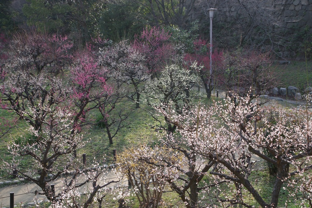 大阪城公園梅林
