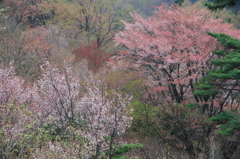 山桜