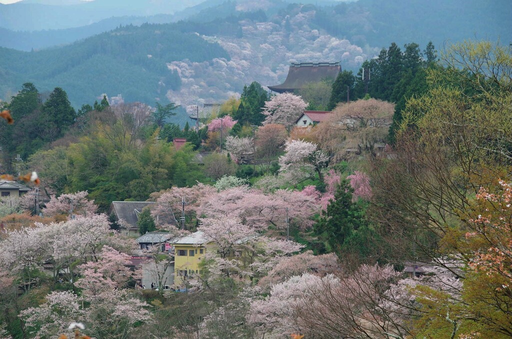 桜と蔵王堂