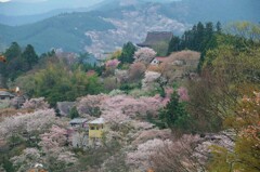 桜と蔵王堂