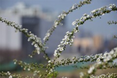 雪柳