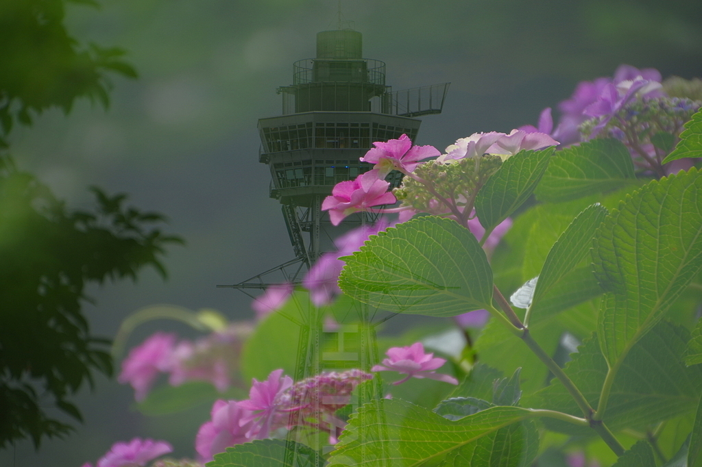 紫陽花